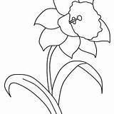 Daffodil Flower Coloring Pages Buttercup Garden Drawing Color Print Getdrawings Getcolorings Luna Size sketch template