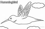 Coloring Hummingbird Pages Cool2bkids Printable Kids sketch template