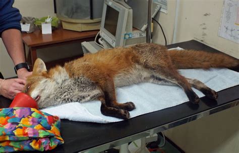 injured fox cub         pet