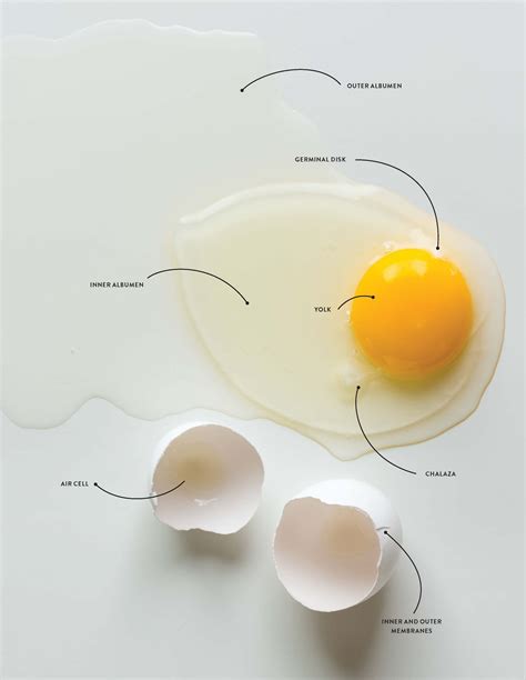 egg anatomy  shell white  yolk glamour