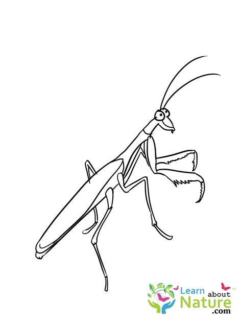 mantis coloring page  learn  nature
