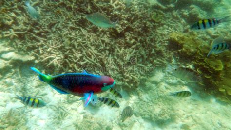 parrot fish stock photo image  parrotfish sandy marine