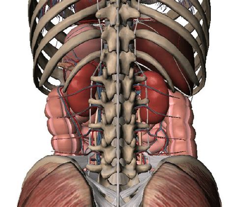 posterior view   organs   abdominal cavity