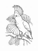 Coloring Pages Cockatoo Cockatoos Birds Printable Drawings 1000px 96kb Recommended sketch template