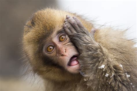 huh photographer captures funny photo  muddled monkey strikes