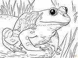 Coloring Pages Animals Zoo Frogs Bullfrog Frog Printable Kids Adult Tadpole Animal Male American Sheets Print Book Froggy Dressed Gets sketch template