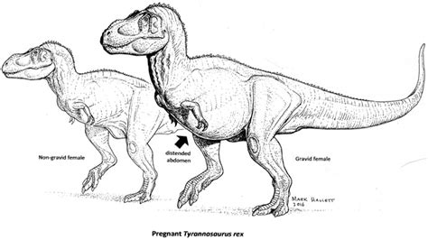 Pregnant T Rex Could Aid In Dino Sex Typing College Of