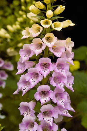 Growing Foxglove — Planting And Caring For Digitalis Flowers