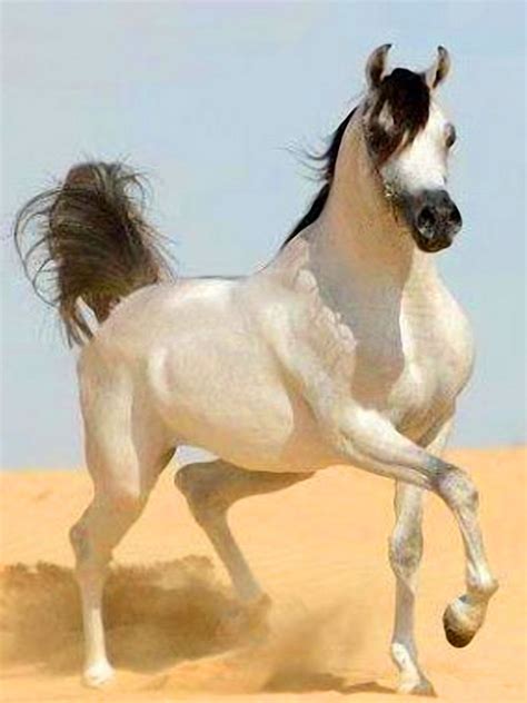 amazingly beautiful white arabian  black mane  tail