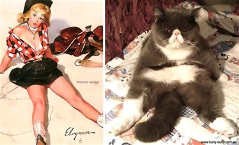 Funny Cats Posing Like Pin Up Girls Page 27 Of 31