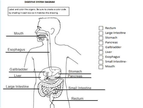 digestive system diagram  labels news word