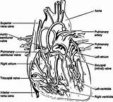 Coloring Anatomy Heart Pages Physiology System Biology Muscular Sketch Drawing Printable Veins Book Line Arteries Library Popular Clipart Gif Getdrawings sketch template