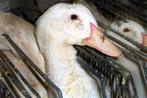 foie gras delicacy  despair news peta australia