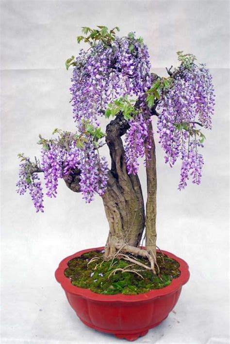 wisteria bonsai tree wisteria bonsai bonsai flower bonsai tree