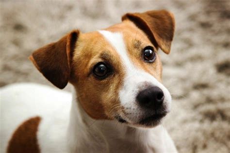 beliebte hunderassen jack russel terrier loyal dog breeds smartest dog breeds terrier dog