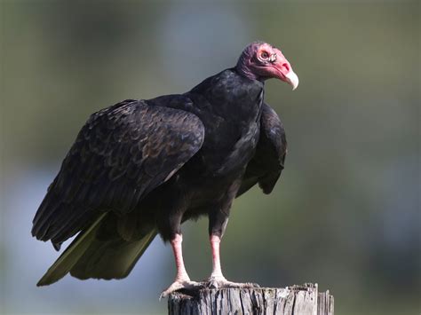 showing vultures a little love krulwich wonders npr