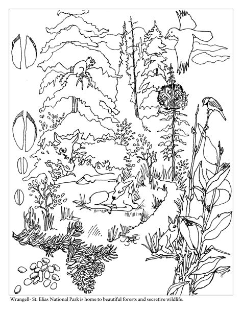 pics  woodland forest coloring pages preschool forest animal
