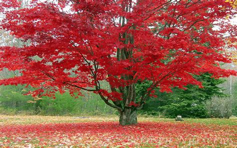 buy red maple trees  acer rubrum  sale