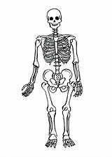 Skeletal System Pages Coloring Getcolorings sketch template