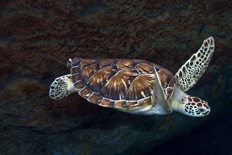 Green Sea Turtle Exploration