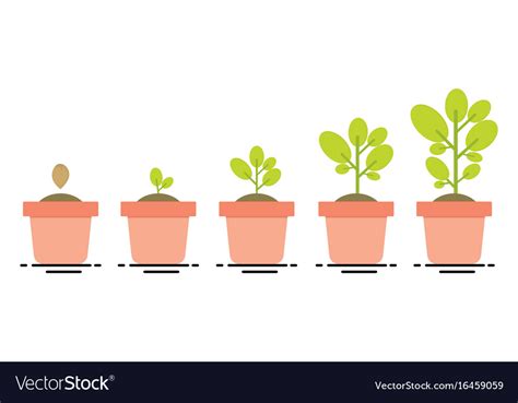 plant growing stages royalty  vector image