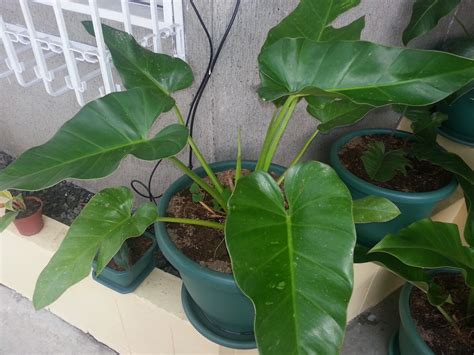 philodendron gardener  pictures   philodendrons