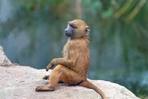 research  baboons capacity  speech sounds  international