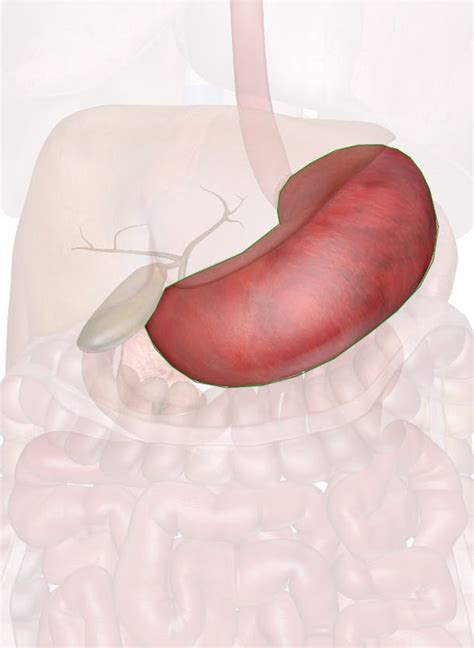 stomach anatomy   illustrations