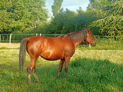mare pre breeding considerations pro earth animal health