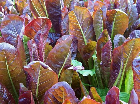 beachy photography red lettuce