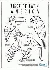 America Coloring Latin Pages Birds Colouring South Drawing Hispanic Heritage Printable Sheets American Animal Animals Pdf Month Sunvil Comments Ilustrations sketch template