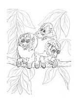 Coloring Tamarin Monkey Night Emperor Lion Golden Tree Ies Colorings Monkeys Category Kuhl sketch template
