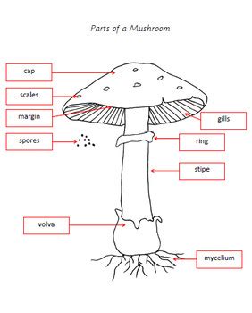 parts   mushroom bundle  elementary observations tpt