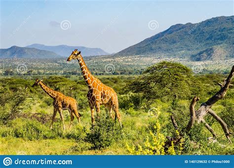 a giraffe and her cub in the savannah of samburu stock
