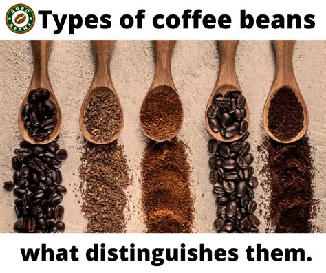 types  coffee beans   distinguishes  agro beans