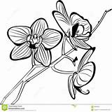 Coloring Orchids Pages Orchid Flower Drawing Flowers Tropical Clip Imagixs sketch template