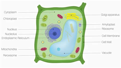 plant cell definition parts  functions biology dictionary
