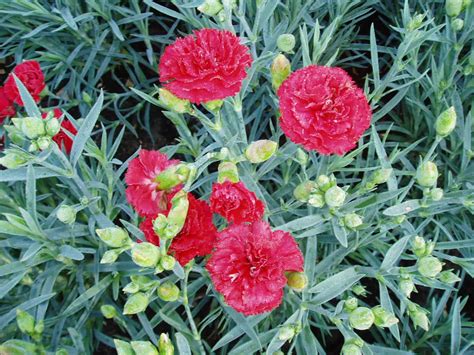 carnation   scarlet   america selections