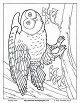 Coloring Pages Animal Realistic Birds Book Kids Real Printable People Print Animals Owl Trees Snowy Two Color Drawing Adults Books sketch template