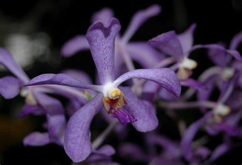 mokara jairak blue giulio celandroni orchidee