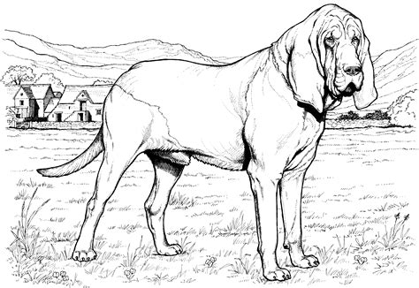big realistic dog coloring page realistic dog coloring page