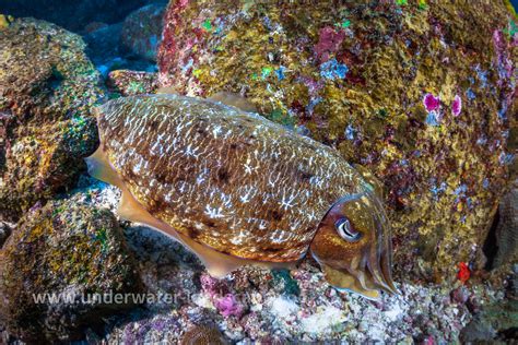 photo sous marine photographe sous marin seiche des iles similan