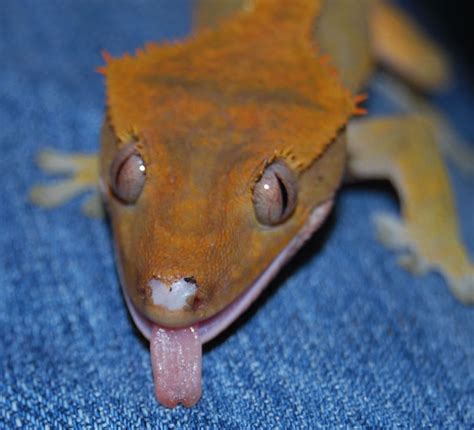 crested gecko sore nose crested gecko gecko lizard