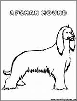 Coloring Afghanhound Fun sketch template