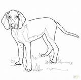 Hound Basset Coloring Pages Getcolorings Getdrawings sketch template