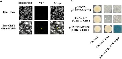 Frontiers Ammyb24 Regulates Floral Terpenoid Biosynthesis Induced By