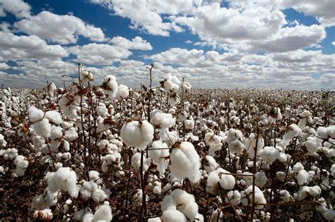 cotton fields  bahawalpur ready  picking pakistan ranked