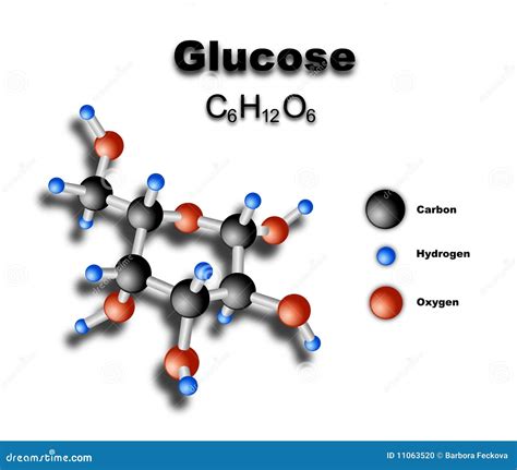 glucose molecule model molecule  formed   carbon atoms