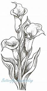 Lilies Fiori Bouquet Mazzo Calla Disegnare Malen Illustrazioni Dipinti Visitar Artistici Schizzi Arredare sketch template