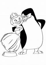 Pingwiny Madagaskaru Kolorowanka Druku sketch template